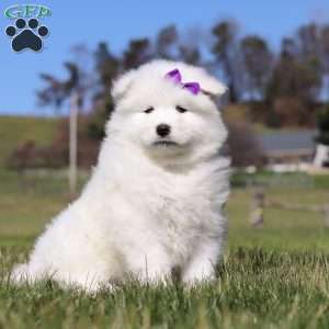 Sara, Samoyed Puppy